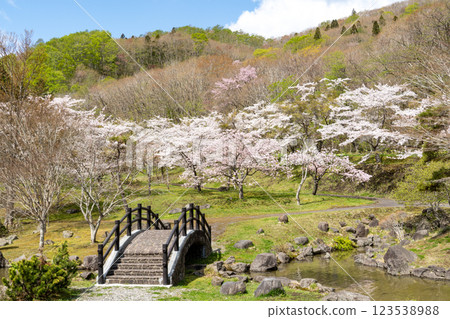 Scenery of cherry blossoms in full bloom and a bridge at Dam Park (Shin-Nakano Dam) 123538988