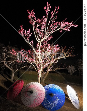靜岡縣:2 月日本傘和梅花燈飾 靜岡縣:2 月日本傘和梅花燈飾 123539046