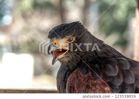 哈里斯鷹的無畏面孔,在英語中也稱為哈里斯鷹 哈里斯鷹的無畏面孔,在英語中也稱為哈里斯鷹 123539059