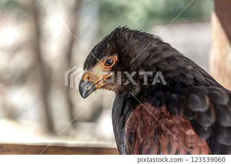 The fearless face of the Harris' Hawk, also known as the Harris' Hawk in English The fearless face of the Harris' Hawk, also known as the Harris' Hawk in English 123539060