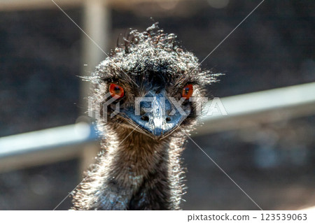 鴯鶓的臉[略帶威脅的臉] 123539063