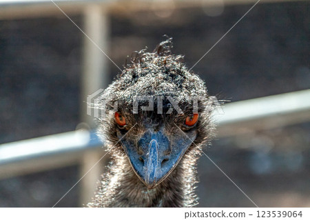 Cassowary emu's face [a slightly threatening face] 123539064