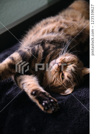 British tabby cat stretches beautifully in her sleep 123539627