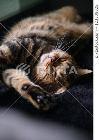 British tabby cat stretches beautifully in her sleep 123539628