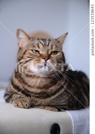 British tabby cat posing for the camera 123539643