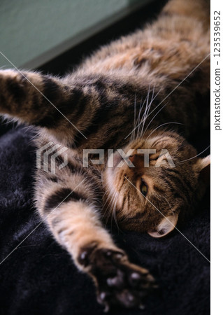 British tabby cat stretches beautifully in her sleep 123539652