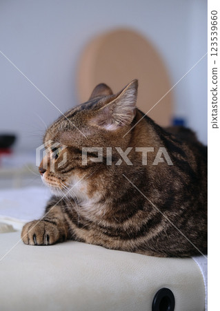British tabby cat posing for the camera British tabby cat posing for the camera 123539660