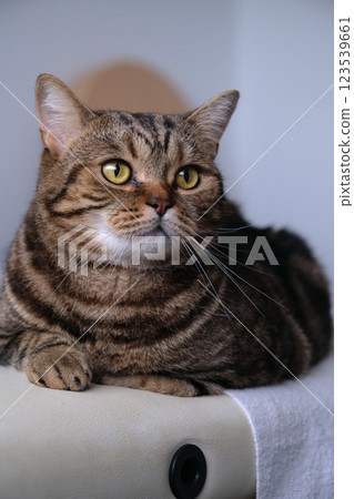 British tabby cat posing for the camera 123539661