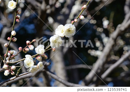 梅花(長壽) 梅花(長壽) 123539741