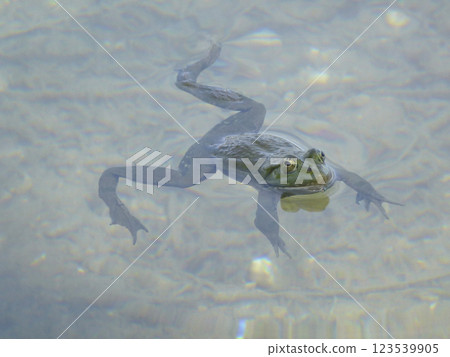 Portrait of a frog 123539905