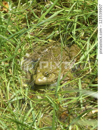 Portrait of a frog 123539907