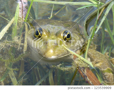 Portrait of a frog 123539909