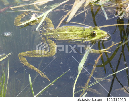 Portrait of a frog 123539913