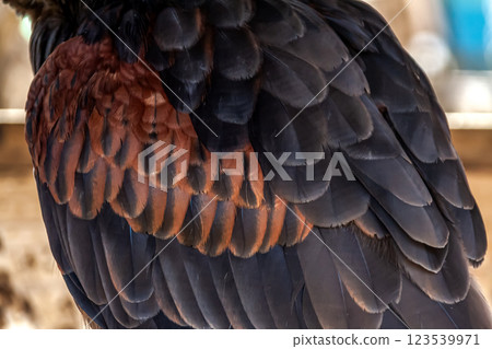 哈里斯鷹的羽毛,英文又稱哈里斯鷹。 哈里斯鷹的羽毛,英文又稱哈里斯鷹。 123539971