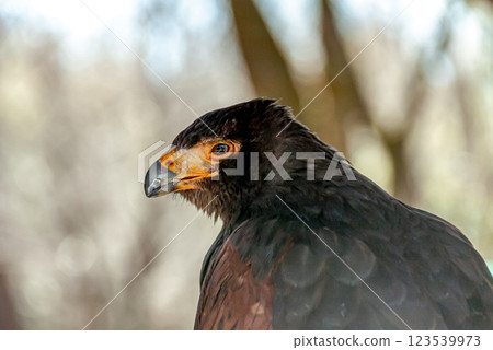 哈里斯鷹的無畏面孔，在英語中也稱為哈里斯鷹 123539973