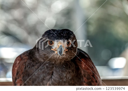 哈里斯鷹的無畏面孔，在英語中也稱為哈里斯鷹 123539974