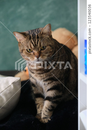 British tabby cat posing for the camera 123540036