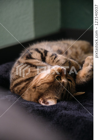 British tabby cat stretches beautifully in her sleep 123540037