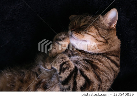 British tabby cat stretches beautifully in her sleep 123540039