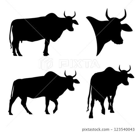 indian zebu cows black and white vector silhouette set 123540043