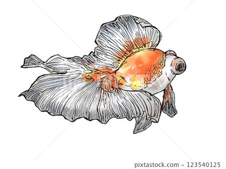 金魚 金魚 123540125