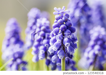 藍色穆斯卡里花 藍色穆斯卡里花 123540318