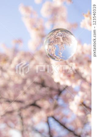透過鏡頭球看櫻花 透過鏡頭球看櫻花 123540319
