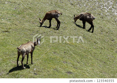 Herd of Chamois in the Karwendel Mountains in Austria 123540355