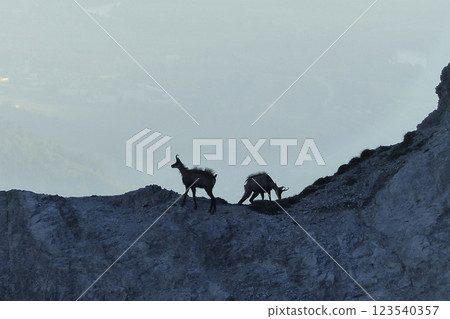 Herd of Chamois in the Karwendel Mountains in Austria Herd of Chamois in the Karwendel Mountains in Austria 123540357