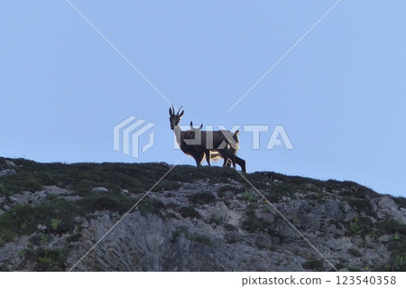 Chamois in the Karwendel Mountains in Austria Chamois in the Karwendel Mountains in Austria 123540358