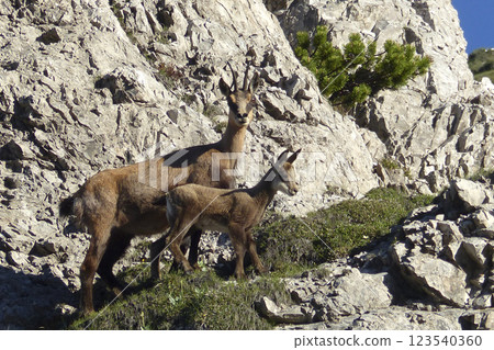 Chamois in the Karwendel Mountains in Austria Chamois in the Karwendel Mountains in Austria 123540360