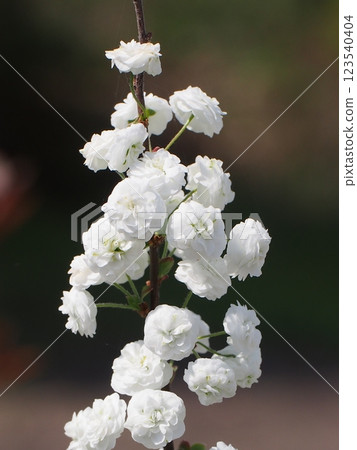 White lycaenid flowers in the spring sunshine (branches with many flowers) White lycaenid flowers in the spring sunshine (branches with many flowers) 123540404