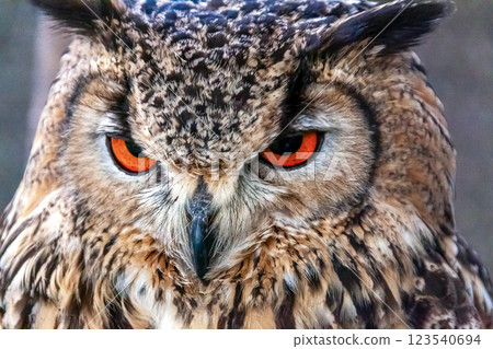 Bengal Eagle Owl with bright iris [Small mammal] 123540694