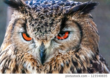 Bengal Eagle Owl with bright iris [Small mammal] 123540695