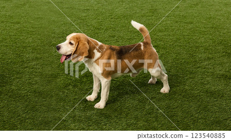 Playful and energetic beagle standing on lush green grass with attentive expression and relaxed posture. Concept of pet wellness 123540885