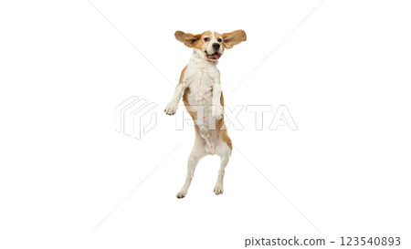 Lively purebred beagle in mid-jump, expressing playfulness and happiness, with front paws lifted and eyes focused forward against white studio background. 123540893
