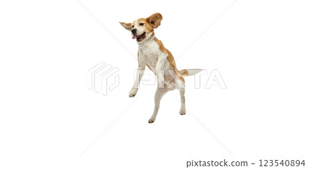 Playful purebred beagle jumping high, happy pet with ears flapping and tongue slightly out against white studio background. 123540894