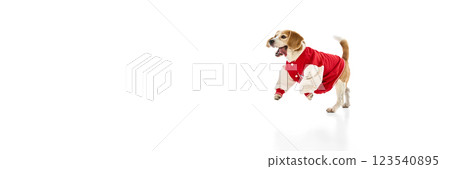 Banner. Excited beagle in red varsity jacket running with happy expression and wagging tail against white studio background with negative space. 123540895