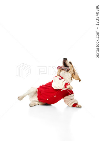 Energetic purebred beagle in red varsity jacket leaning back with tongue out and front paw raised against white studio background. Energetic purebred beagle in red varsity jacket leaning back with tongue out and front paw raised against white studio background. 123540896