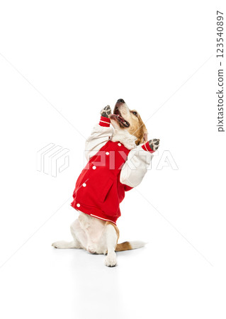 Expressive, purebred beagle in red jacket sitting upright with paws raised, looking upwards against white studio background. Expressive, purebred beagle in red jacket sitting upright with paws raised, looking upwards against white studio background. 123540897