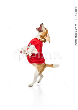 Joyful purebred beagle in red jacket jumping with excitement, front paws lifted, as he dancing, against white studio background. Joyful purebred beagle in red jacket jumping with excitement, front paws lifted, as he dancing, against white studio background. 123540900
