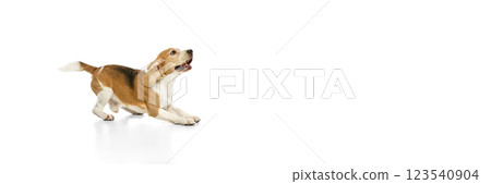 Banner. Purebred beagle stands with eyes focused upward and ears perked against white studio background with negative space. 123540904