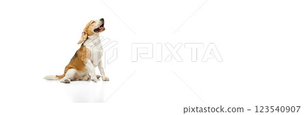 Banner. Beagle sitting with head raised, mouth slightly open, eyes closed in relaxed posture against white background with negative space. 123540907