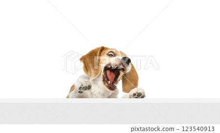 Purebred beagle peeking over surface with wide-open mouth, showing playful surprise against white studio background. Purebred beagle peeking over surface with wide-open mouth, showing playful surprise against white studio background. 123540913