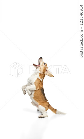 Enthusiastic beagle standing on hind legs, mouth open, front paws lifted in excitement against white studio background. 123540914
