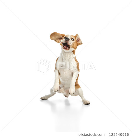 Playful beagle jumping with ears flapping, mouth open in excitement against white studio background. Concept of animals. 123540916