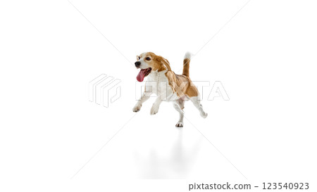 Energetic and playful pet, young beagle jumping with ears flapping and mouth open against white studio background. Energetic and playful pet, young beagle jumping with ears flapping and mouth open against white studio background. 123540923