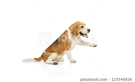 Purebred beagle, with tongue out lifting paw while sitting, engaging in playful interaction against white studio background Purebred beagle, with tongue out lifting paw while sitting, engaging in playful interaction against white studio background 123540926
