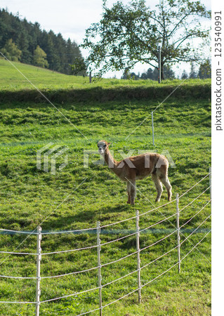 Curious llama explores a green pasture framed by rustic fencing under a vivid blue sky in a serene countryside landscape 123540991