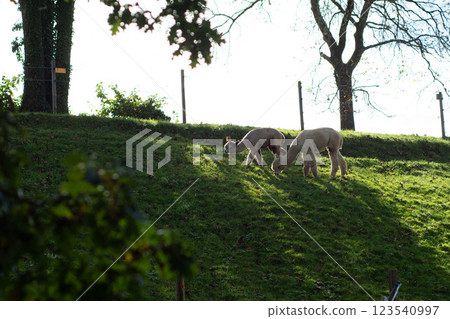 Two gentle alpacas graze peacefully on a lush hillside bathed in late afternoon sunlight, surrounded by trees and a serene landscape 123540997